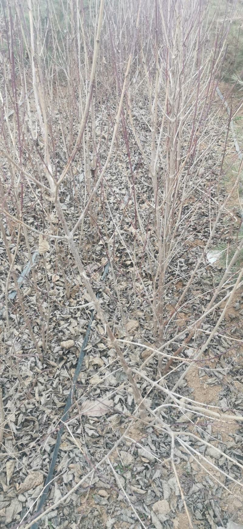 山茱萸树苗，山萸肉苗，药枣苗，1～3年生，高产良种