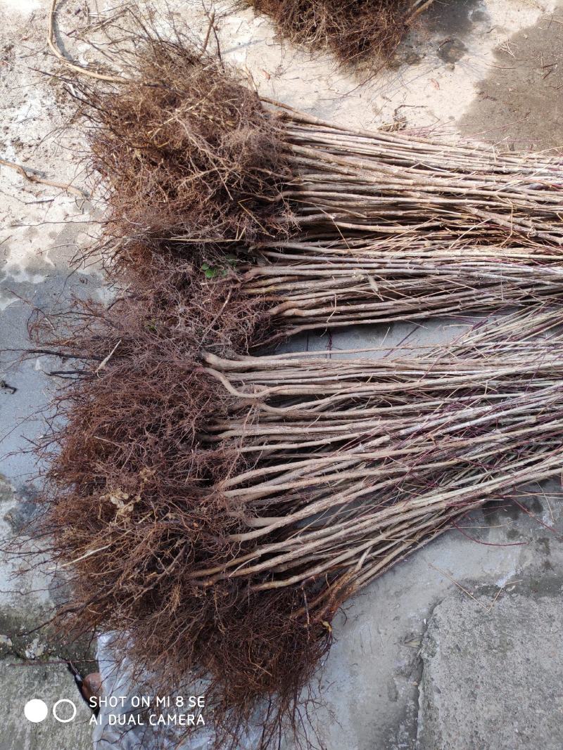 山茱萸树苗，山萸肉苗，药枣苗，1～3年生，高产良种