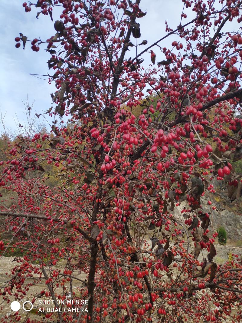 山茱萸树苗，山萸肉苗，药枣苗，1～3年生，高产良种