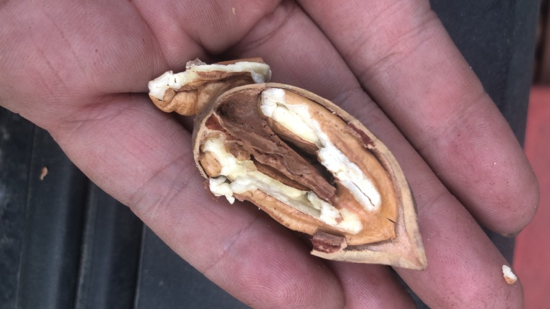 碧根果坚果大量有货诚信经营，厂家直供