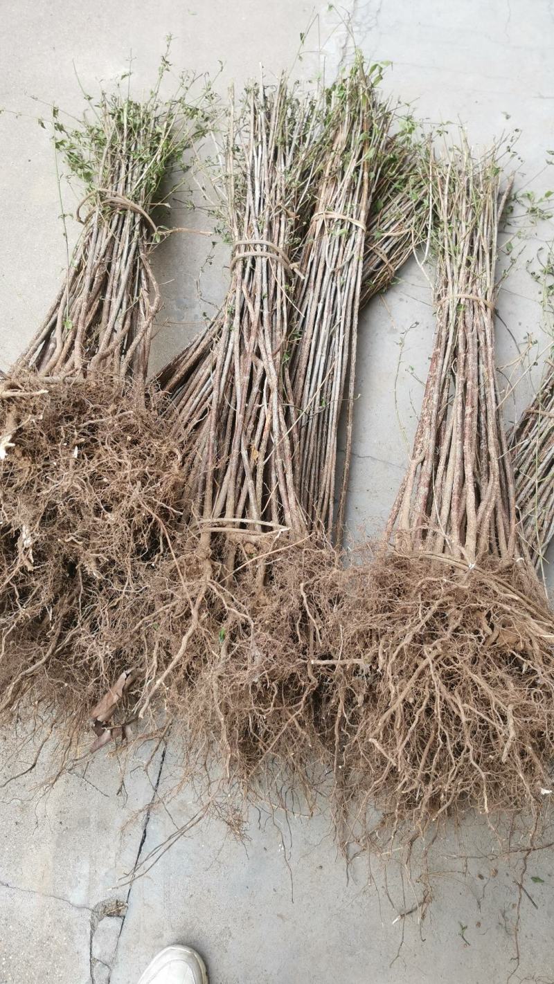 山茱萸树苗，山萸肉苗，药枣苗，1～3年生，高产良种
