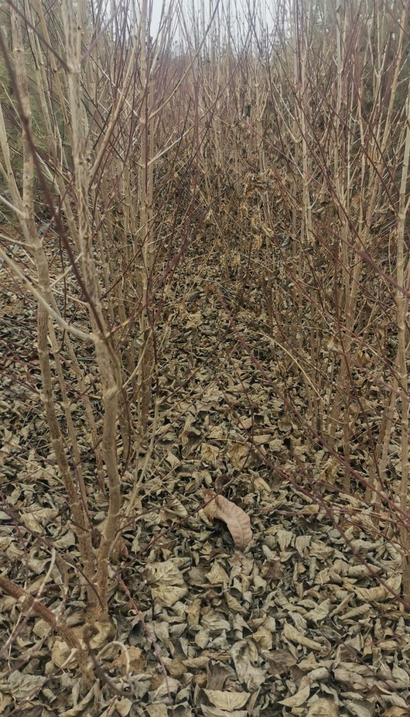 山茱萸树苗，山萸肉苗，药枣苗，1～3年生，高产良种
