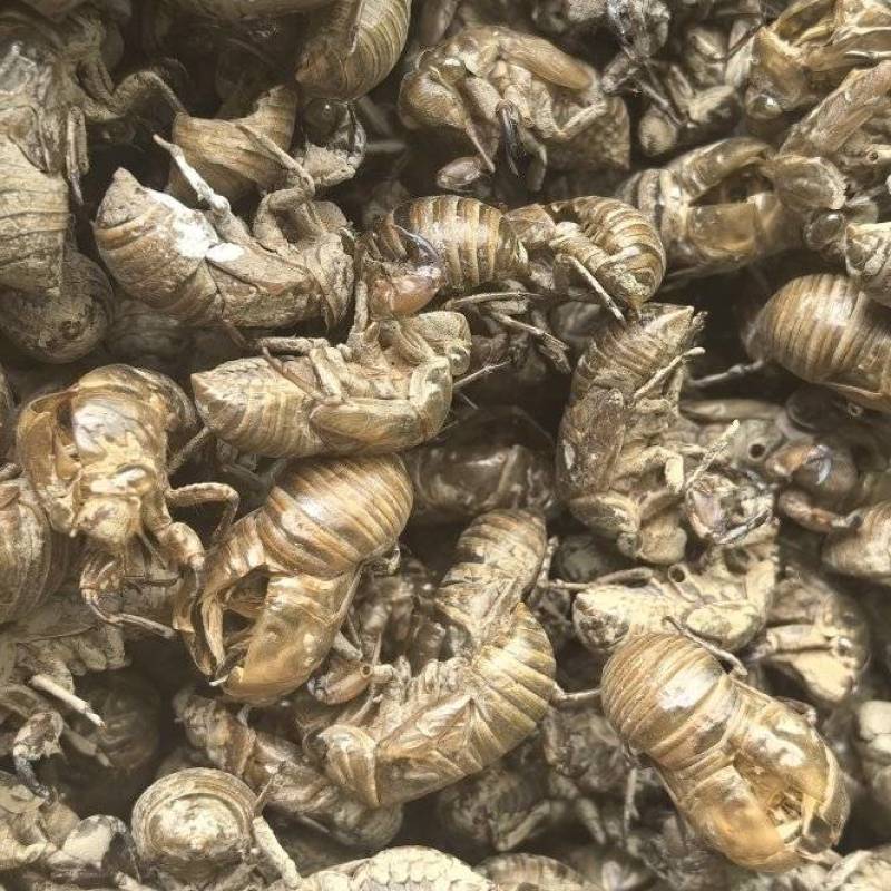 中药材蝉蜕知了皮大别山金蝉衣蝉壳虫包邮蜕虫退爬了猴蝉