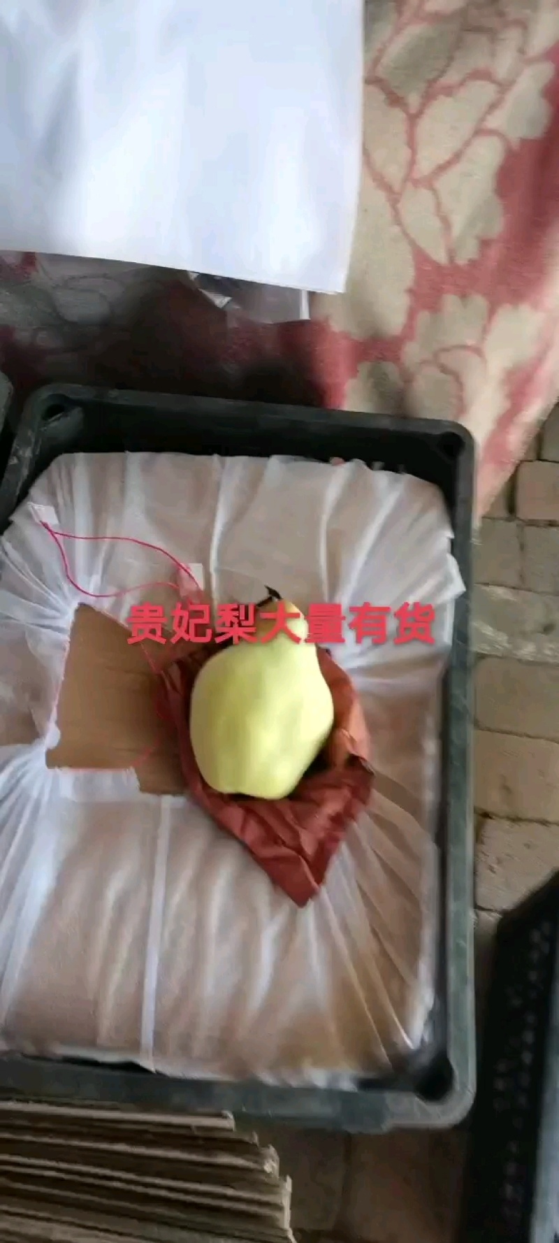 贵妃梨，油瓶梨，香蕉梨，贵妃梨，油瓶梨，香蕉梨