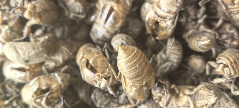 中药材蝉蜕知了皮大别山金蝉衣蝉壳虫包邮蜕虫退爬了猴蝉