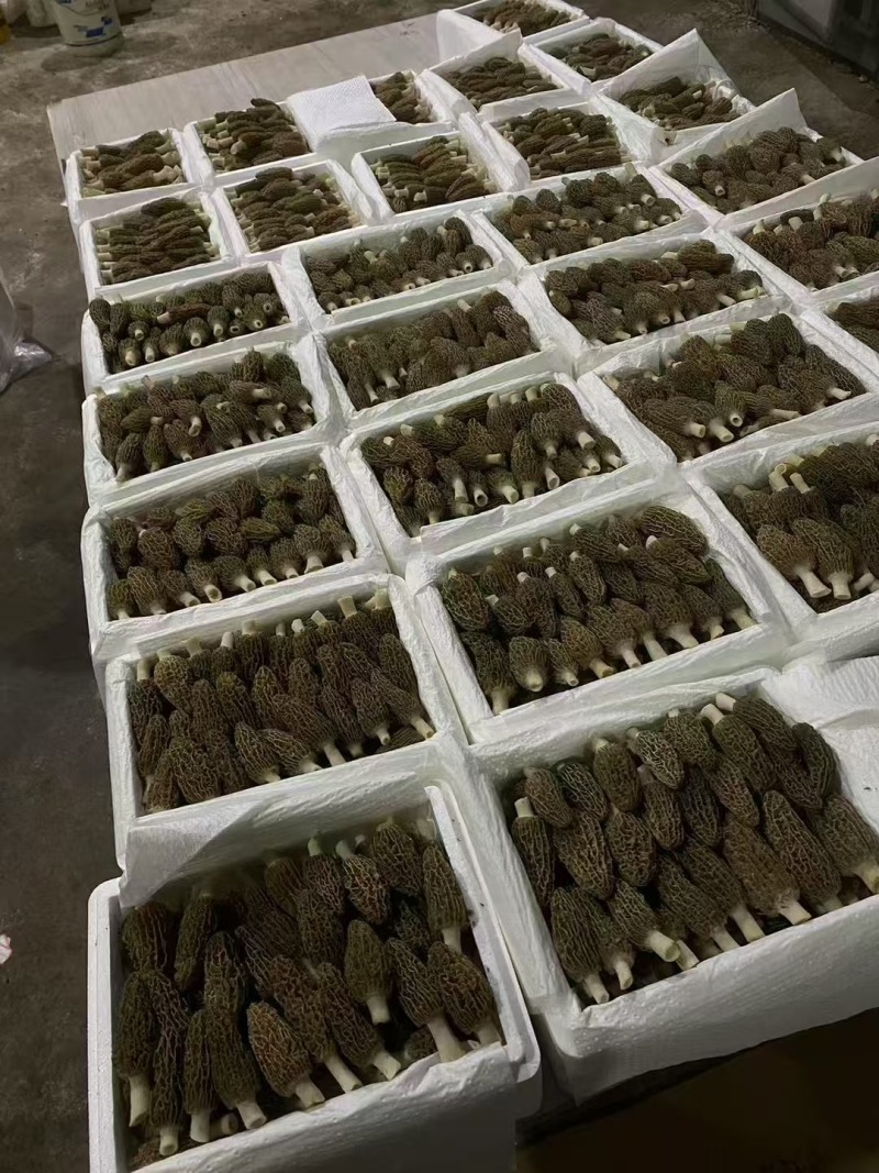 羊肚菌干货干品