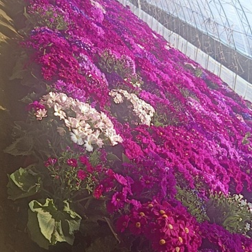 瓜叶菊