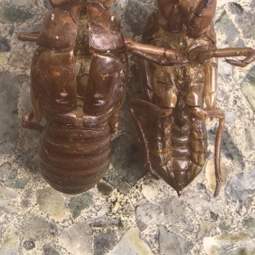 中药材野生蝉蜕新货天然蝉衣蝉壳虫退滋补正品蝉