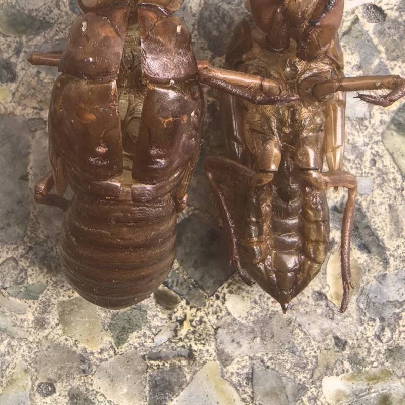 中药材野生蝉蜕新货天然蝉衣蝉壳虫退滋补正品蝉