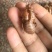 中药材野生蝉蜕新货天然蝉衣蝉壳虫退滋补正品蝉