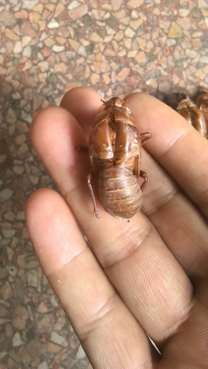 中药材野生蝉蜕新货天然蝉衣蝉壳虫退滋补正品蝉