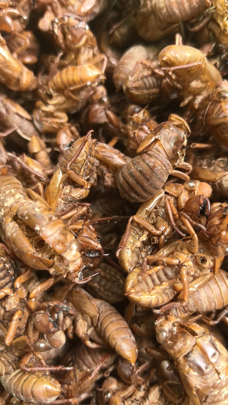 中药材野生蝉蜕新货天然蝉衣蝉壳虫退滋补正品蝉