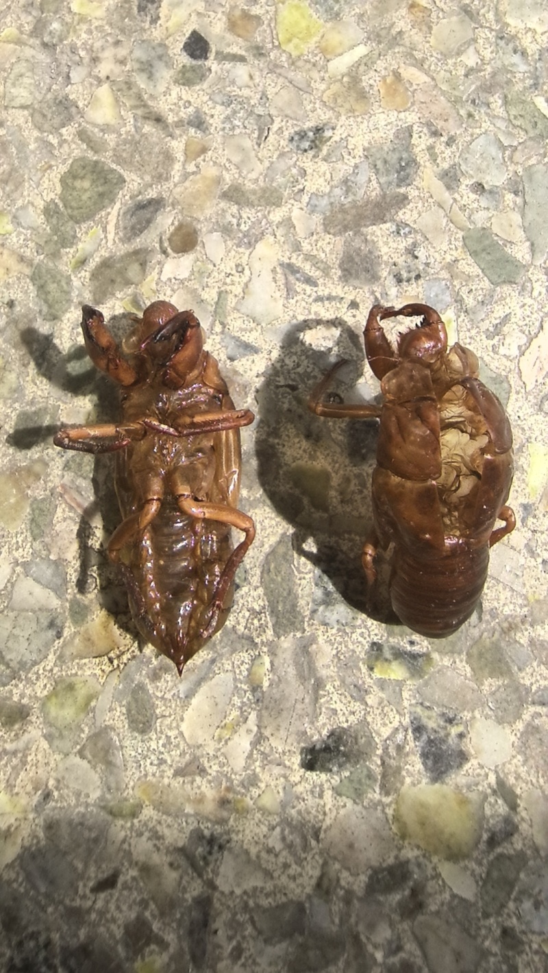 中药材野生蝉蜕新货天然蝉衣蝉壳虫退滋补正品蝉