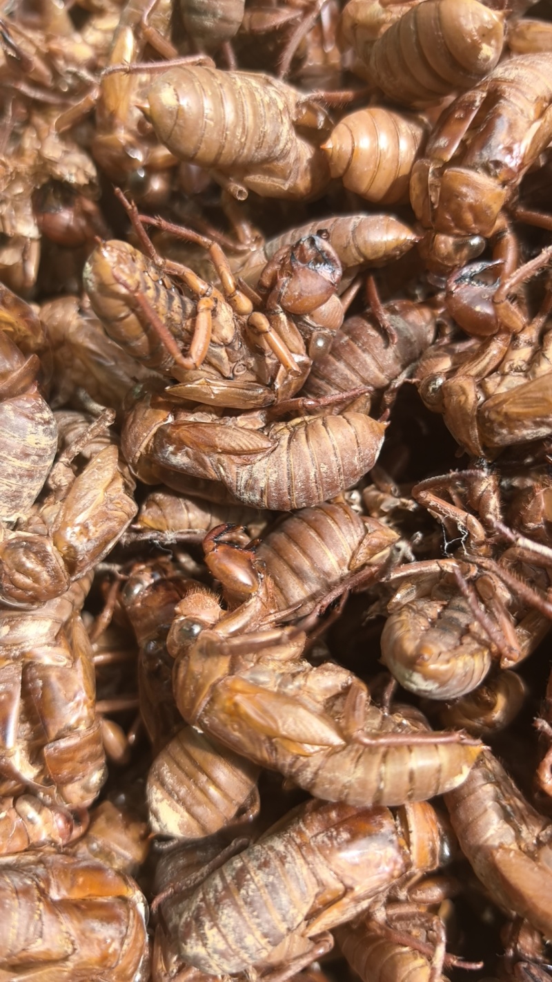 中药材野生蝉蜕新货天然蝉衣蝉壳虫退滋补正品蝉