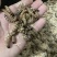 优质大麦虫／