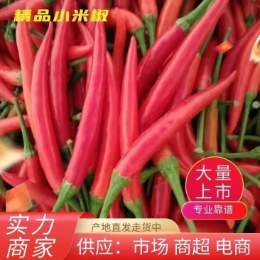 小米辣小米椒，大量上市，规格齐全，对接全国市场，欢迎咨询