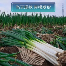 长白大葱大葱铁杆大葱对接市场电商商超一手货