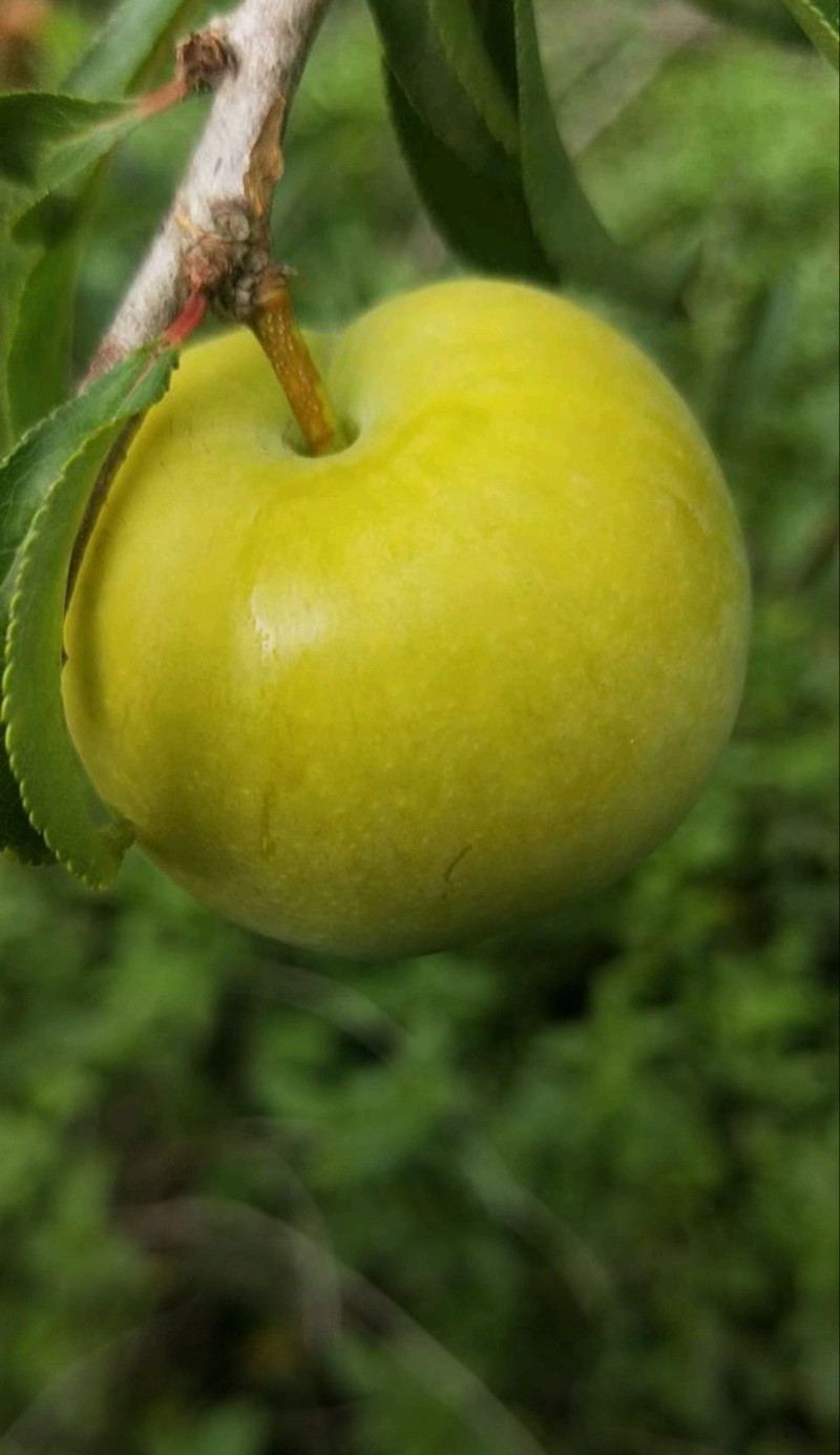 蜂糖李，李子蜂糖李树苗，蜂糖梨，全国包邮