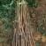 蜂糖李，李子蜂糖李树苗，蜂糖梨，全国包邮