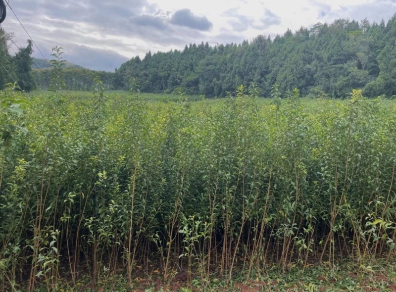 蜂糖李，李子蜂糖李树苗，蜂糖梨，全国包邮