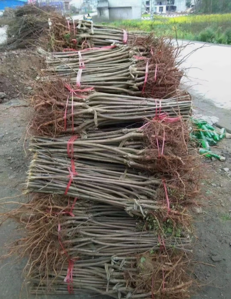蜂糖李，李子蜂糖李树苗，蜂糖梨，全国包邮