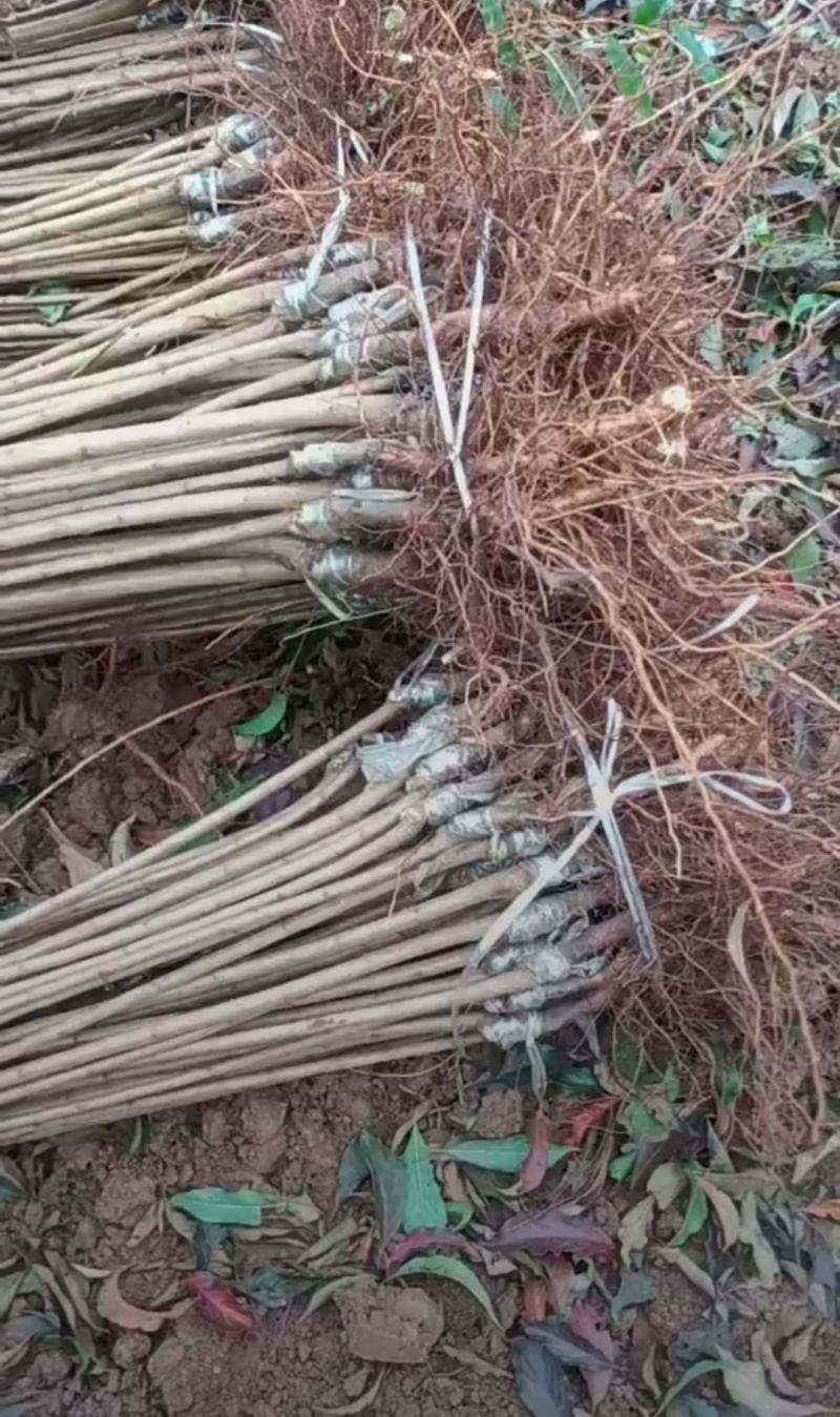 蜂糖李，李子蜂糖李树苗，蜂糖梨，全国包邮