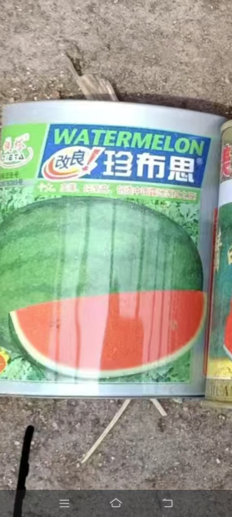 龙卷风西瓜苗红沙龙珍布思王中王嫁接西瓜苗美冠龙