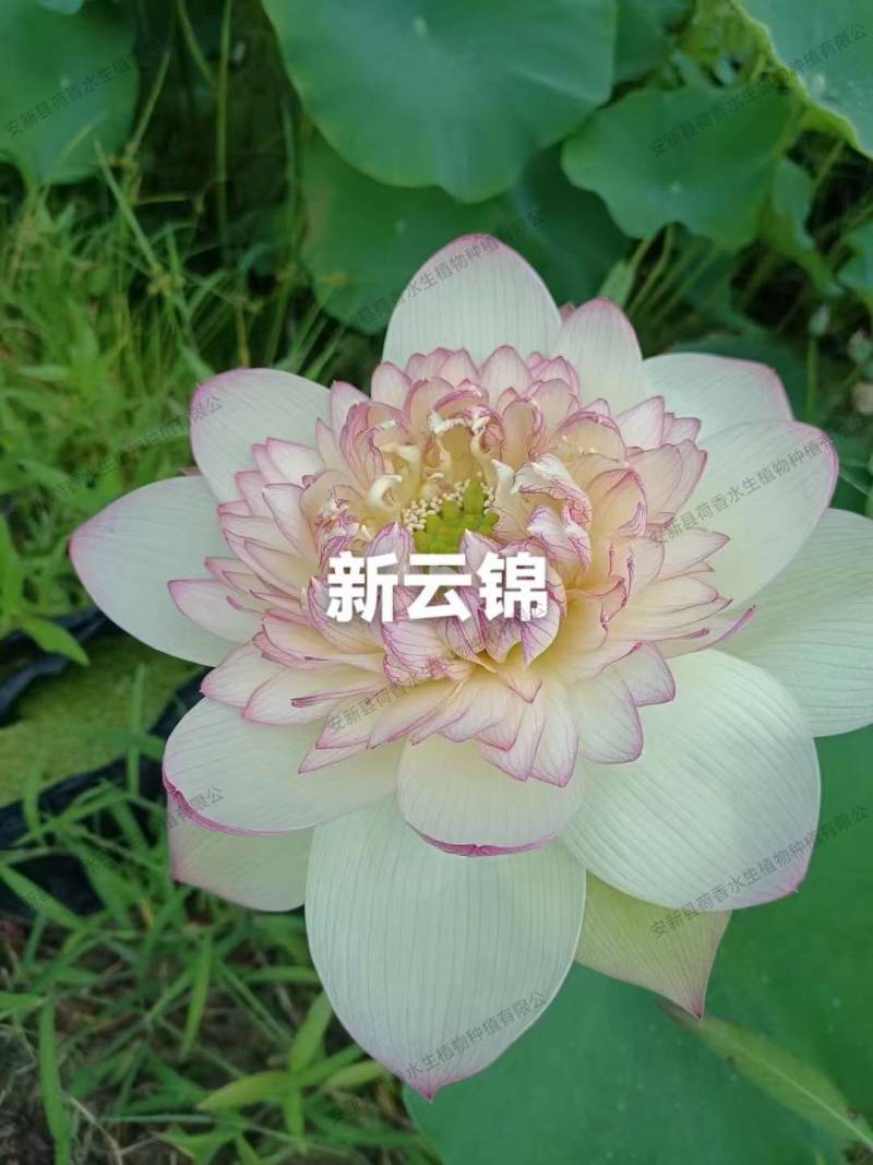 荷花苗供应