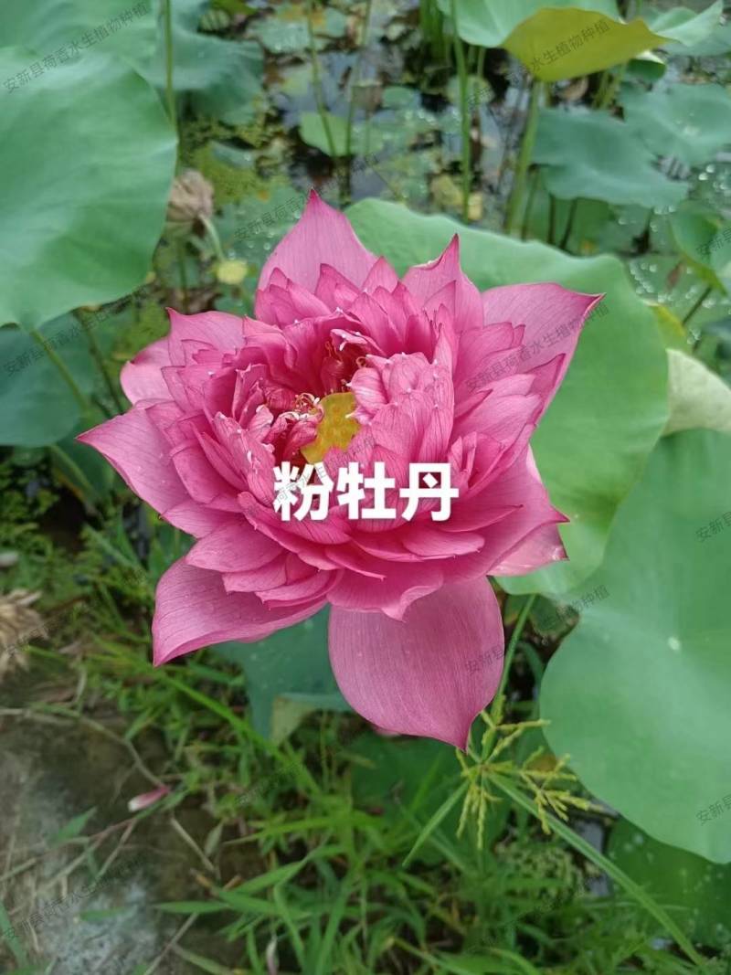 荷花苗供应