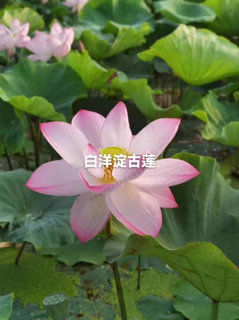 荷花苗供应