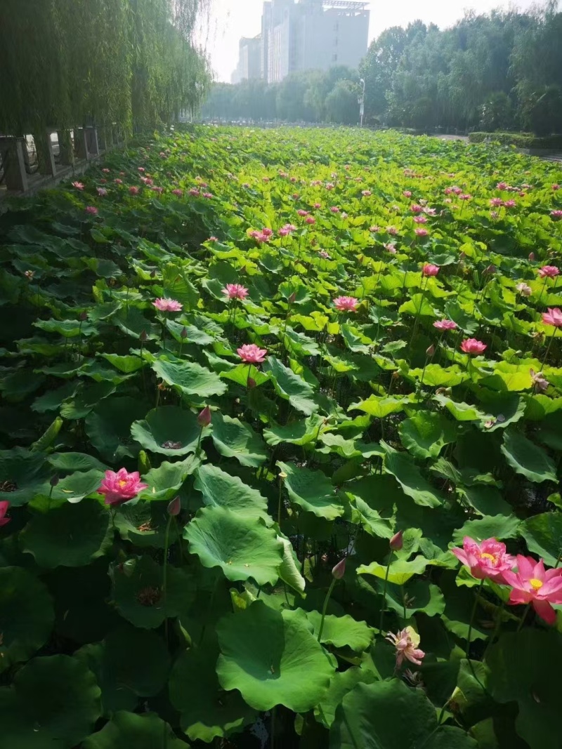荷花苗供应