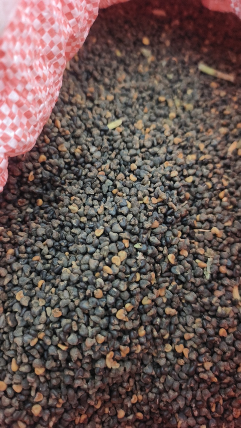 茼麻子