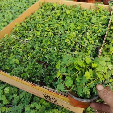 含羞草