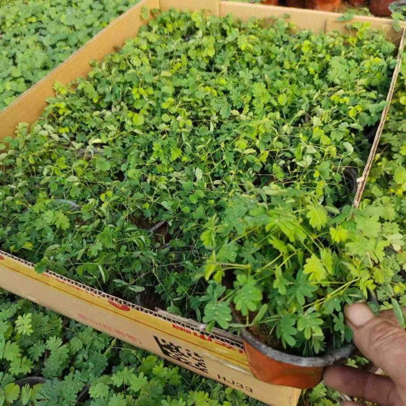 含羞草