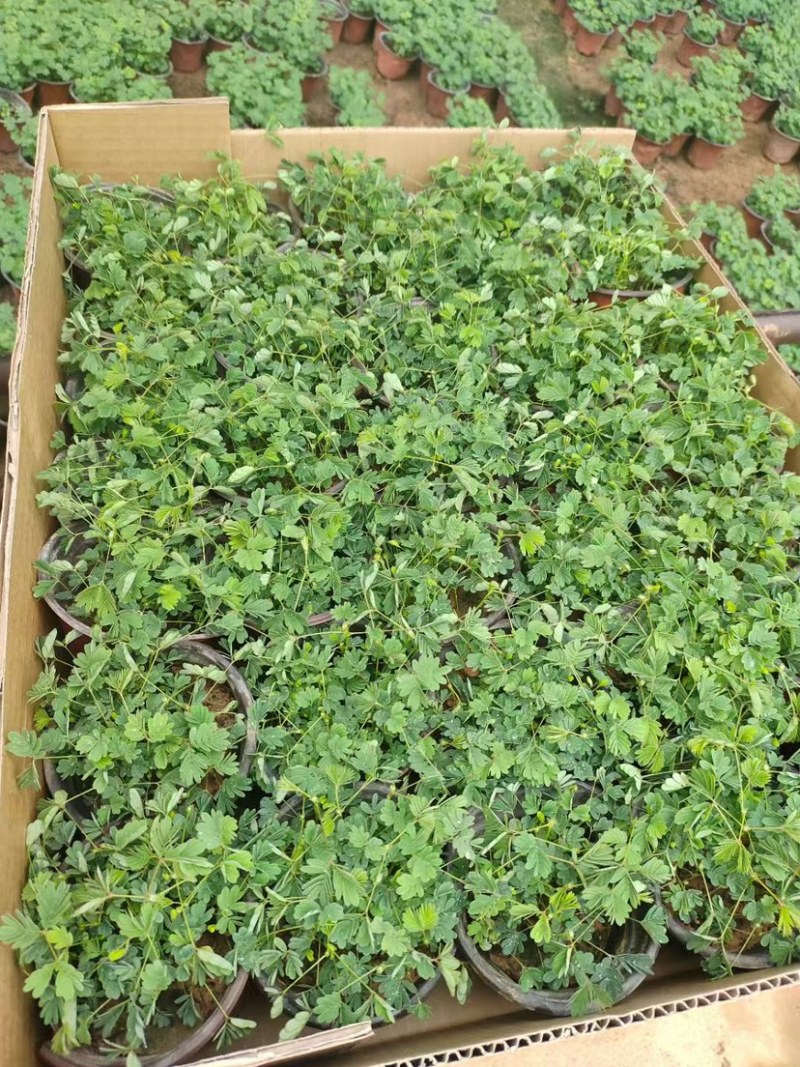 含羞草