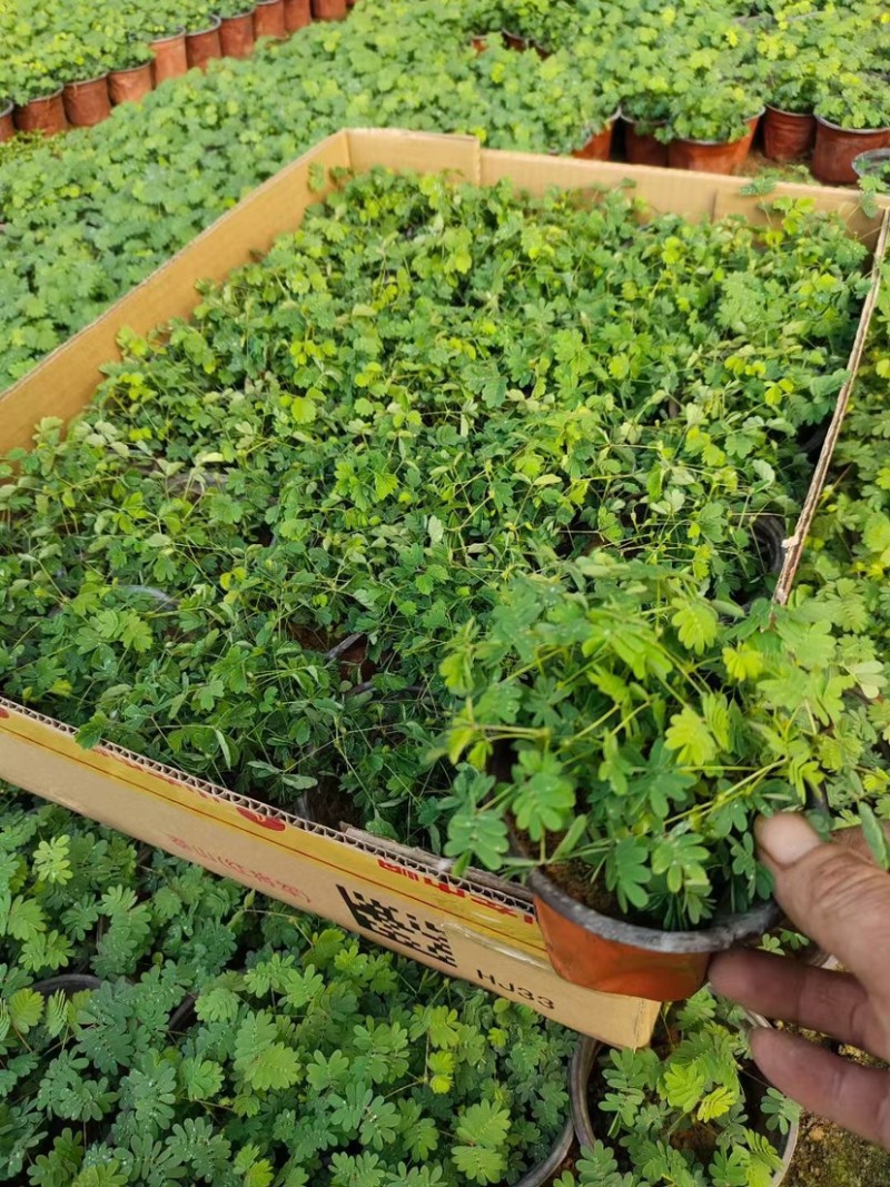 含羞草