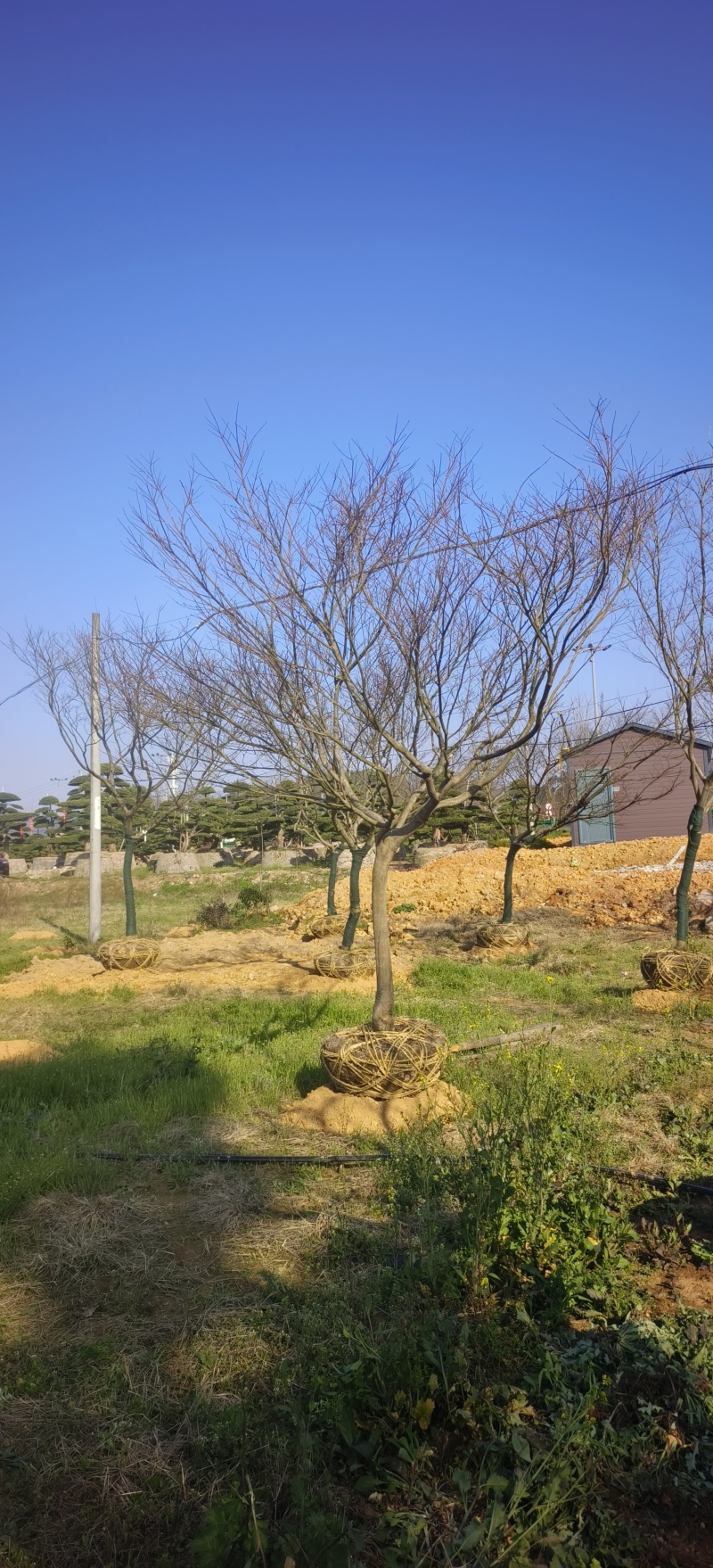 日本红枫