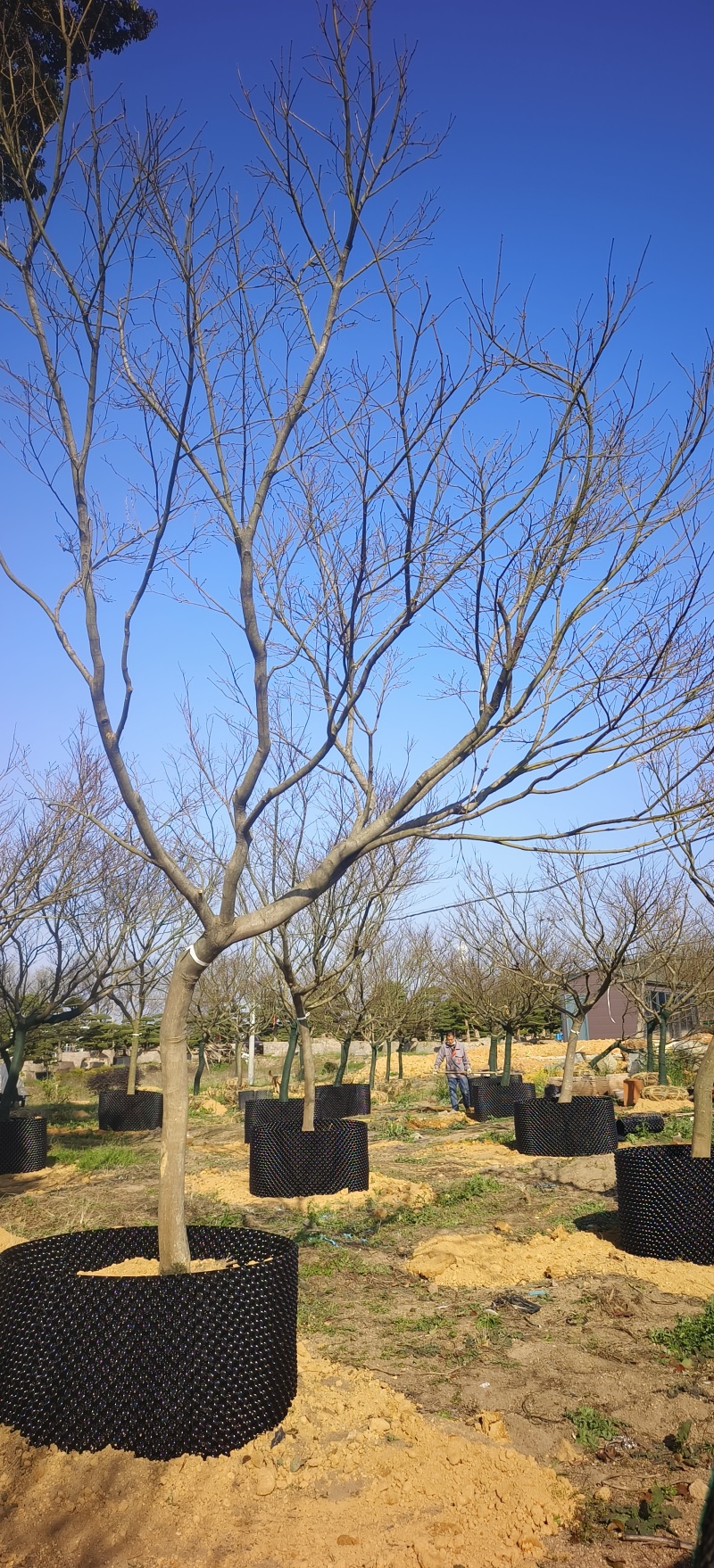 日本红枫