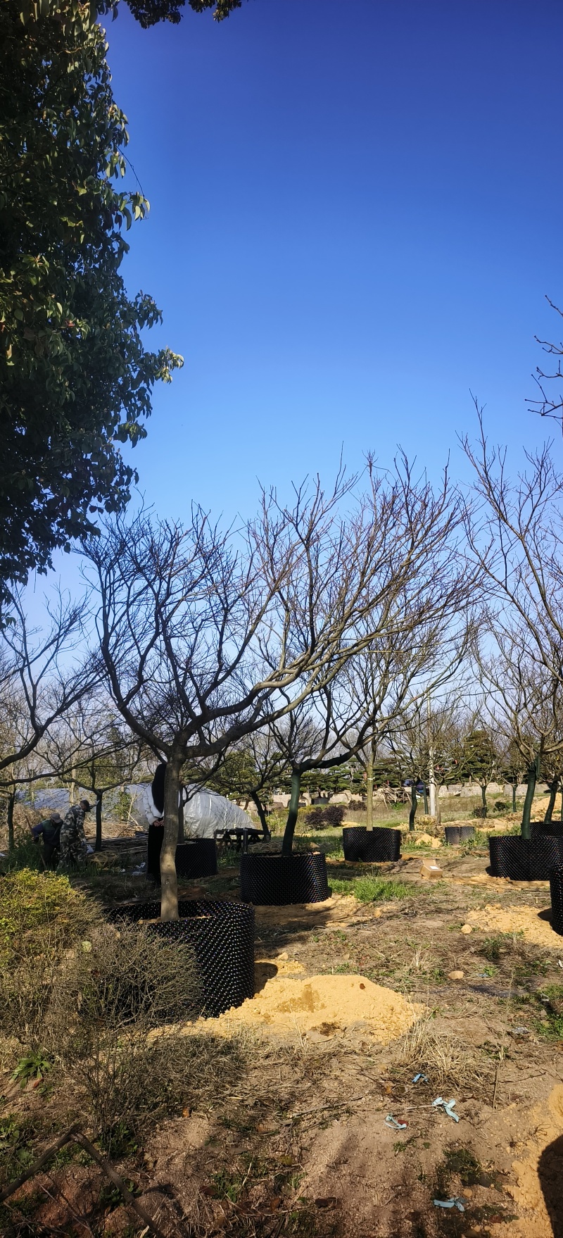 日本红枫