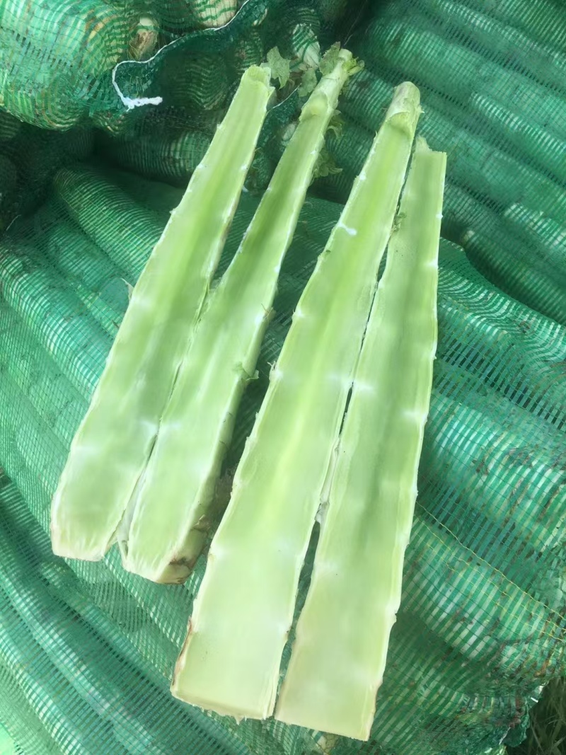 莴笋杆子