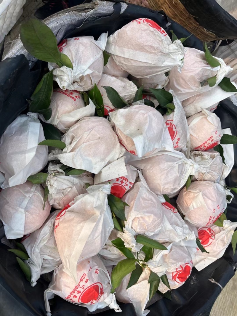 丑橘一件代发，欢迎来仓库对接，品质有保障