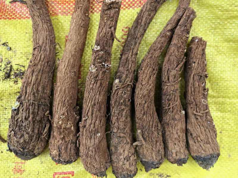 云木香，大获组织能力强，产地直供，诚信经营