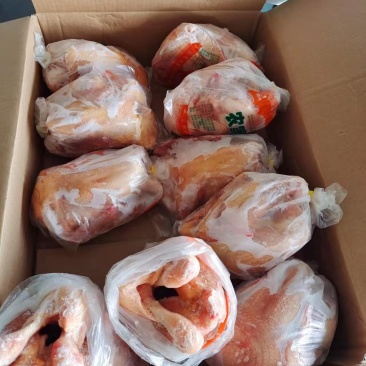 三黄鸡山东腾惠更多客户的选择冷链物流全国发货