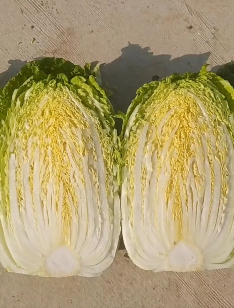 湖北利川现砍黄芯大白菜。农家种植新鲜直供。
