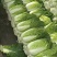 湖北利川现砍黄芯大白菜。农家种植新鲜直供。
