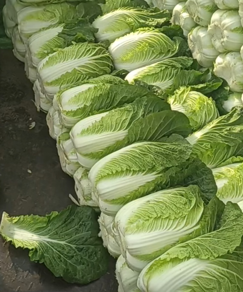 湖北利川现砍黄芯大白菜。农家种植新鲜直供。