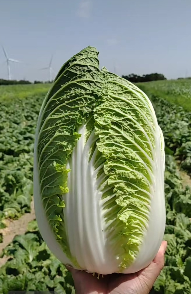湖北利川现砍黄芯大白菜。农家种植新鲜直供。