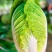 湖北利川现砍黄芯大白菜。农家种植新鲜直供。