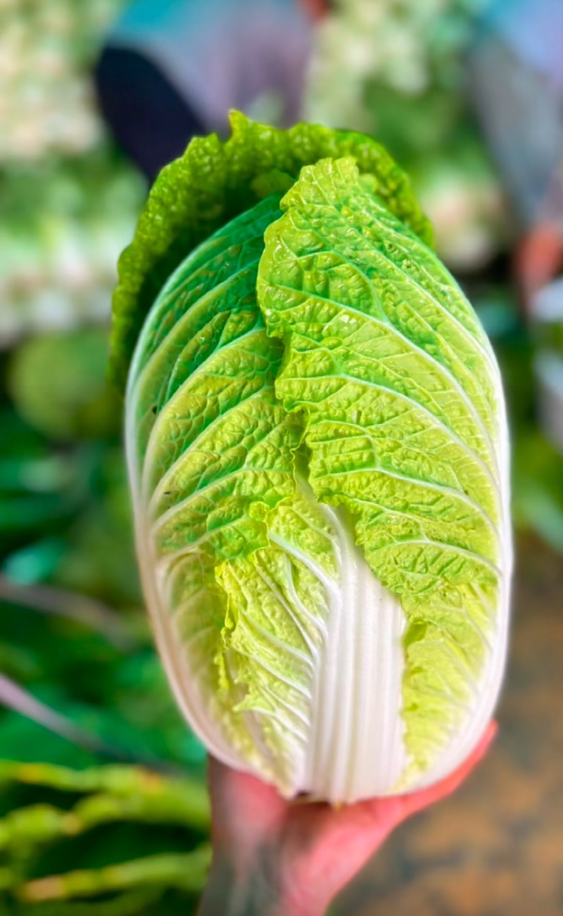 湖北利川现砍黄芯大白菜。农家种植新鲜直供。