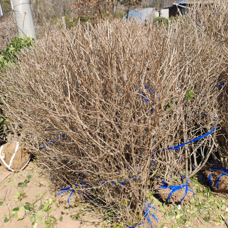 基地大量出售冠幅80-150厘米金叶女贞球